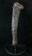 Allosaurus Metatarsal (Toe) Bone - With Stand #15321-1